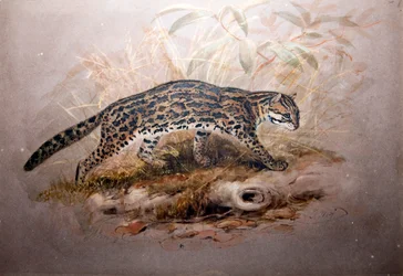 Ocelot, 1851-52